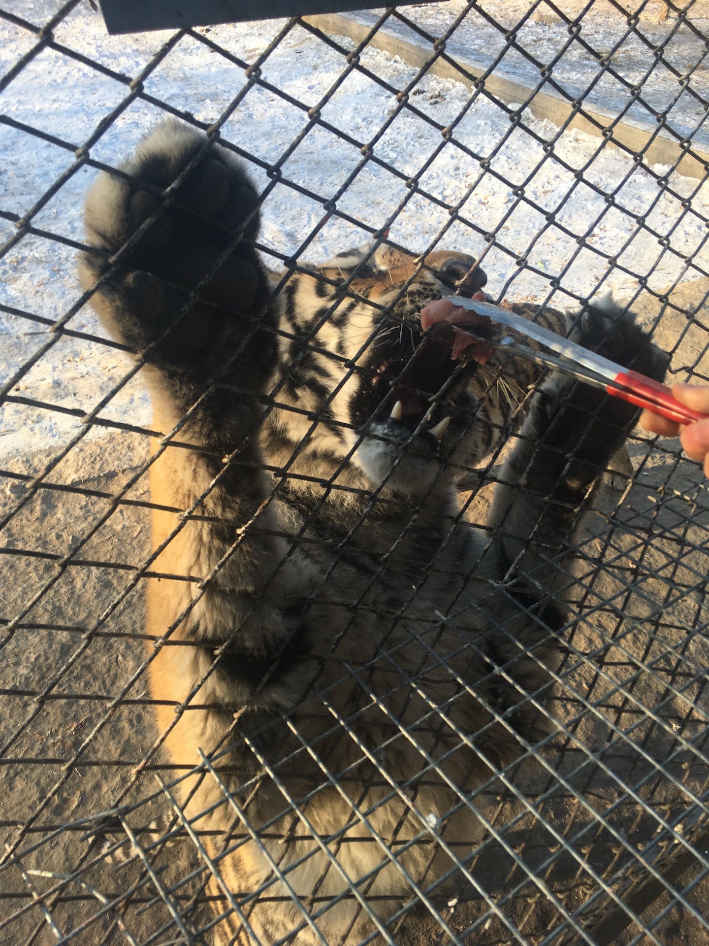 harbin-feeding-tiger