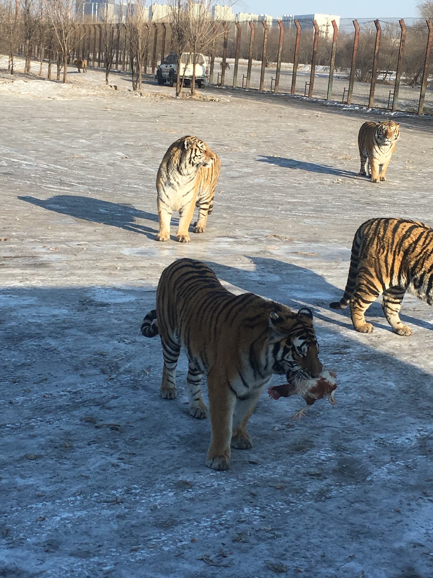 harbin-tiger-chicken