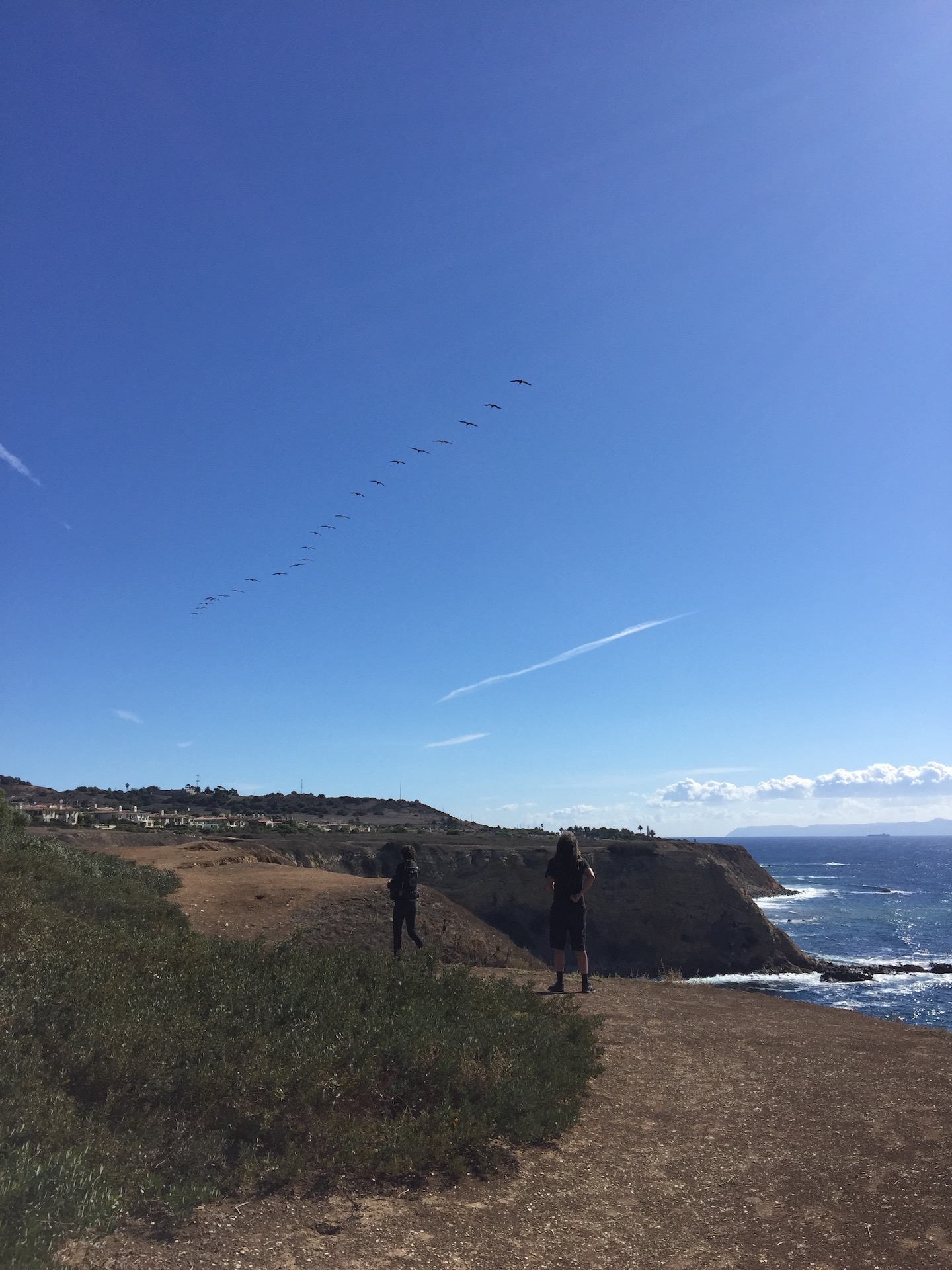 palos-verdes-birds